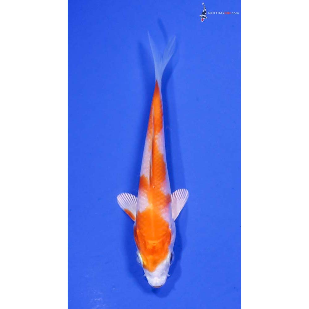 3.5” Imported Hariwake