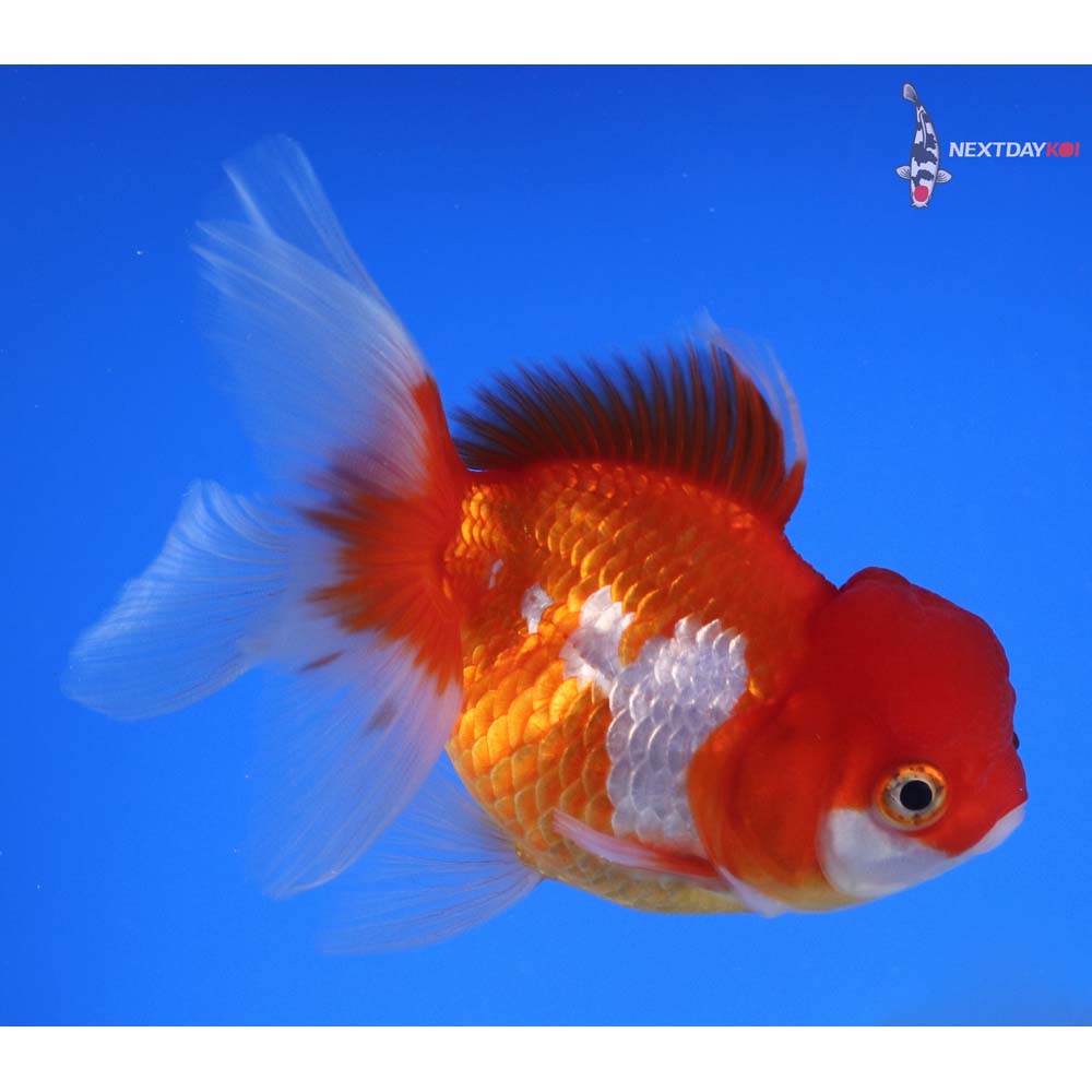 4.5” Imported Red and White Oranda
