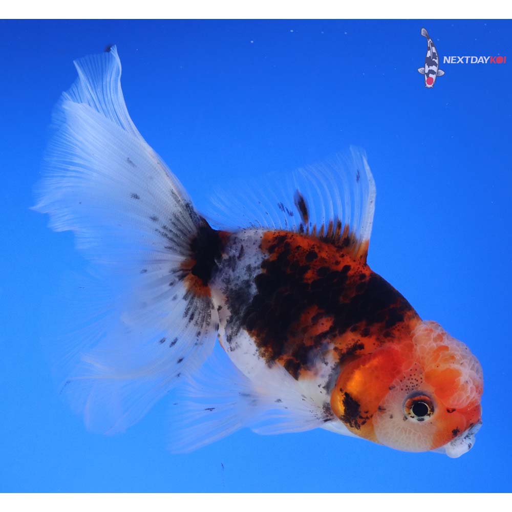 5” Imported Calico Oranda