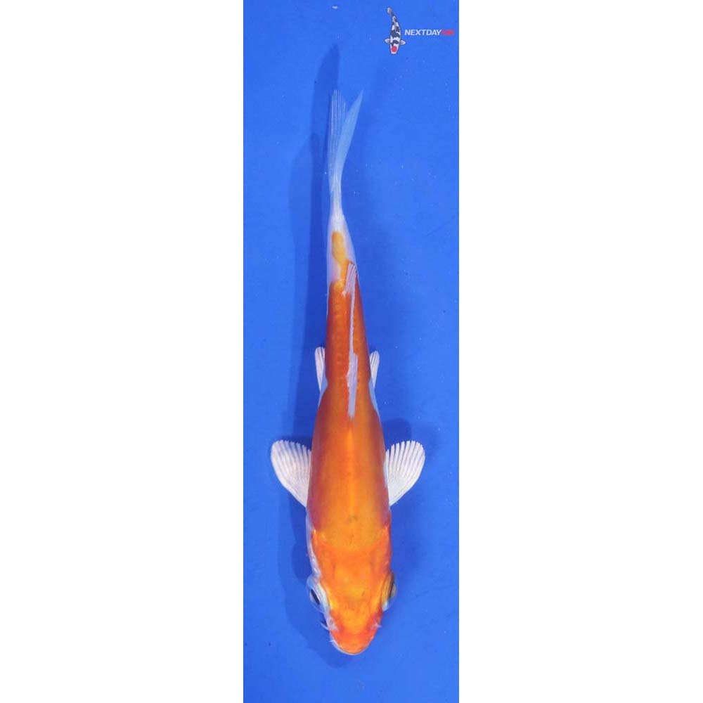 3” Imported Kikusui