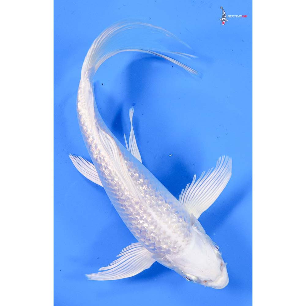 7.5” Imported Gin Rin Platinum Ogon Butterfly Koi