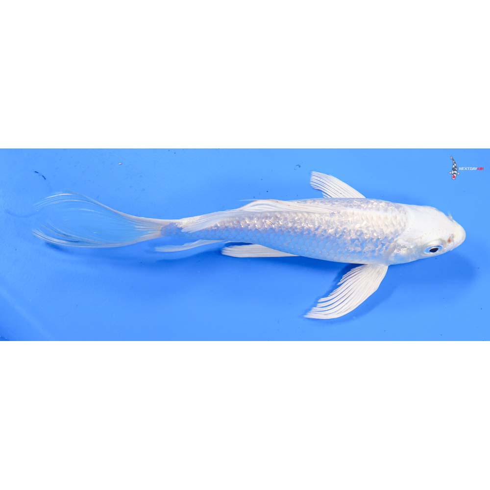 7.5” Imported Gin Rin Platinum Ogon Butterfly Koi