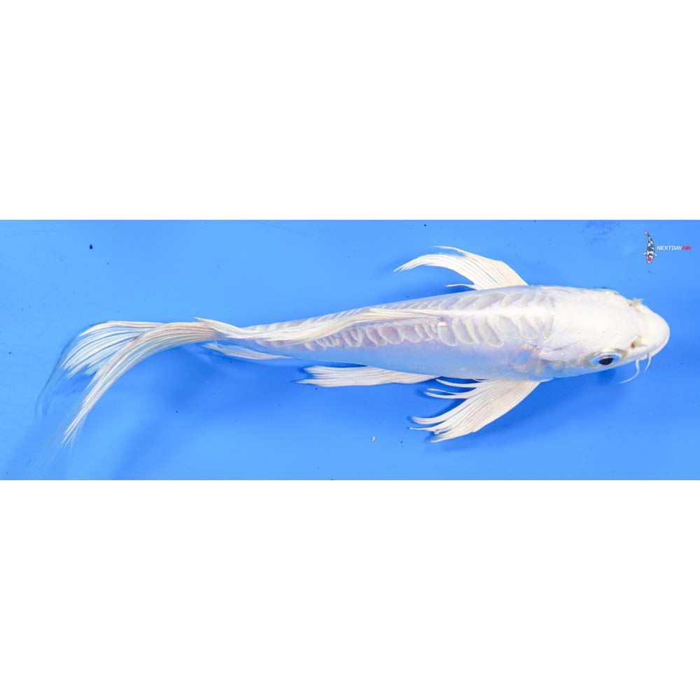 8” Imported Doitsu Platinum Ogon Butterfly Koi