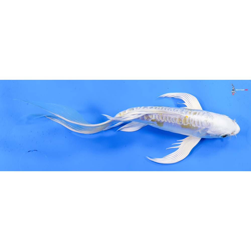 8” Imported Doitsu Lemon Hariwake Butterfly Koi
