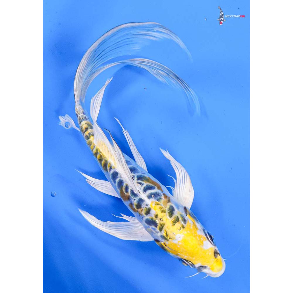 8.5” Imported Doitsu Kujaku Butterfly Koi