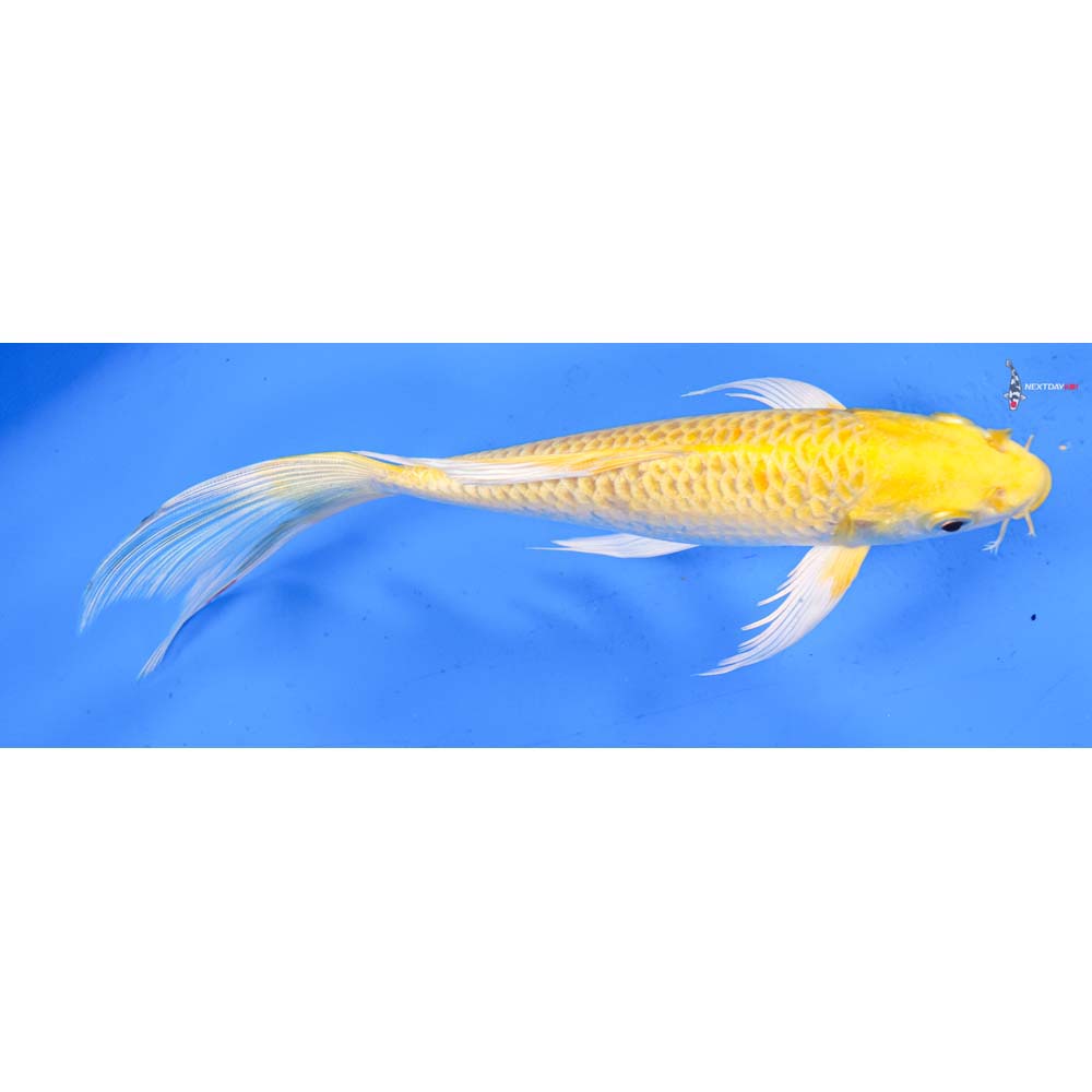 8.5” Imported Yamabuki Ogon Butterfly Koi