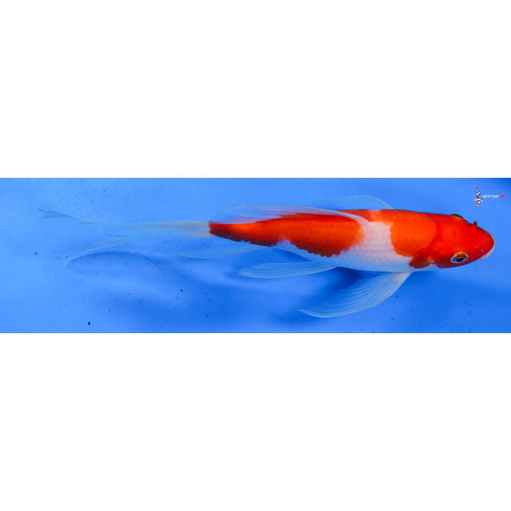 8.5” Imported Kohaku Butterfly Koi