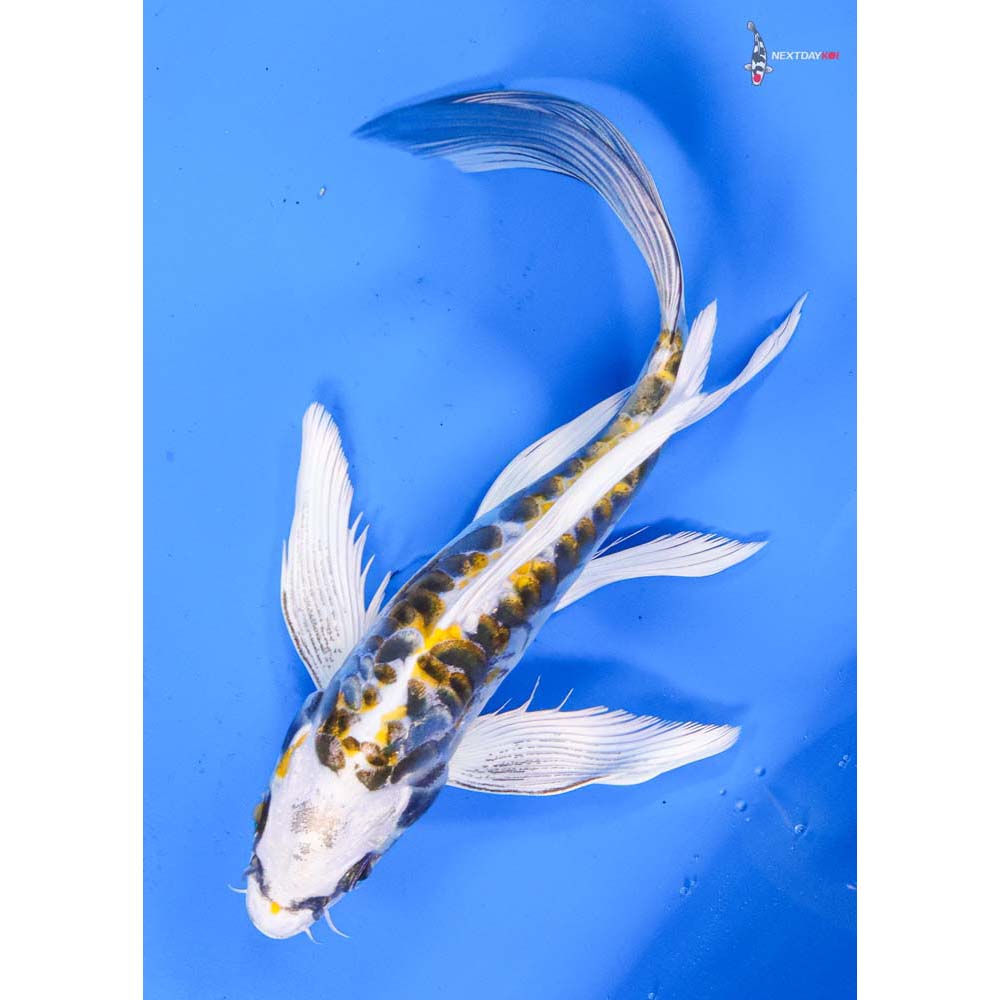 7.5” Imported Doitsu Kujaku Butterfly Koi