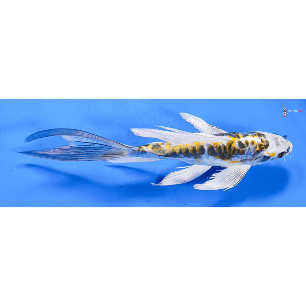 7.5” Imported Doitsu Kujaku Butterfly Koi