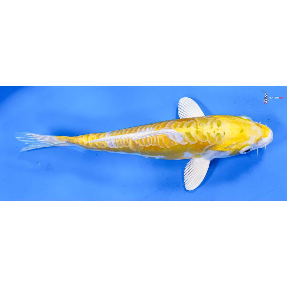 8” Imported Doitsu Lemon Hariwake