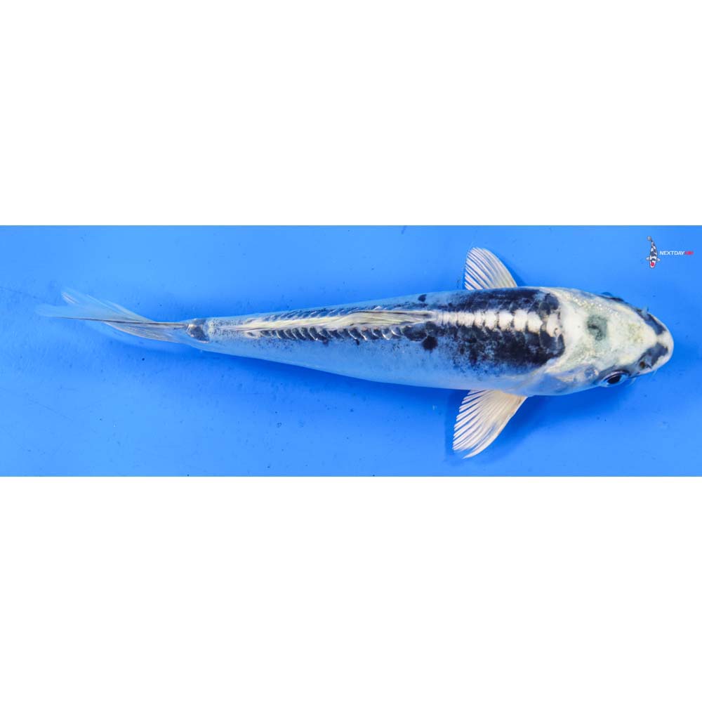 7” Imported Kikokuryu