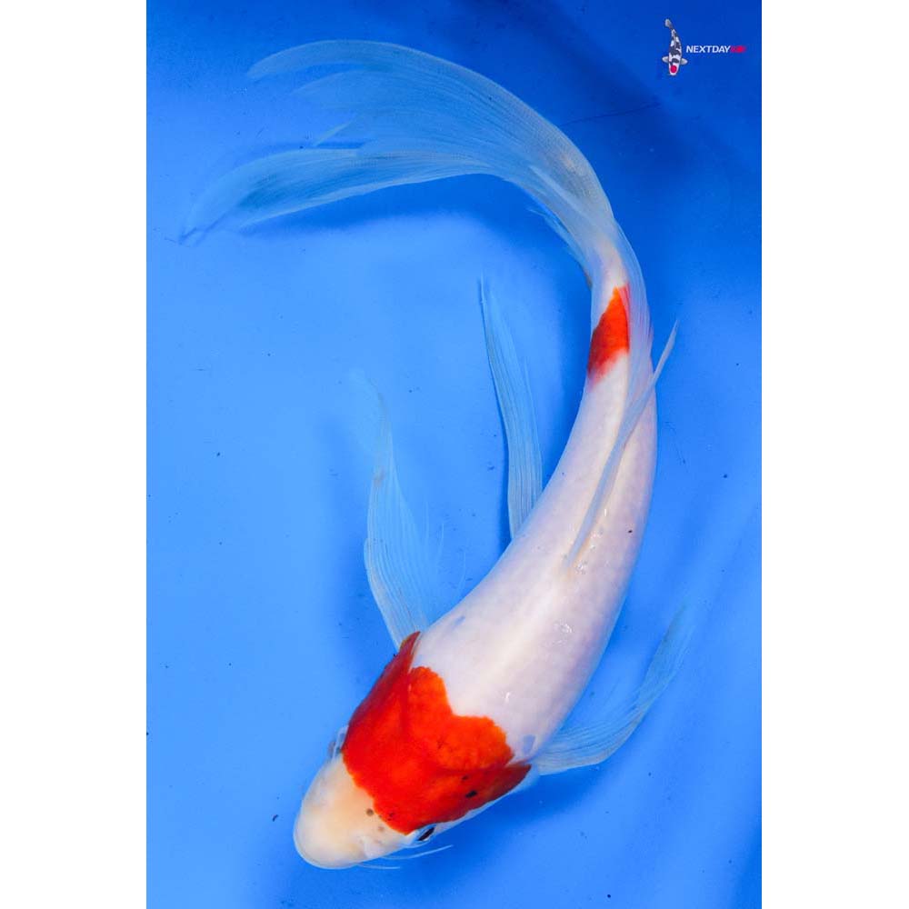 9” Imported Kohaku Butterfly Koi