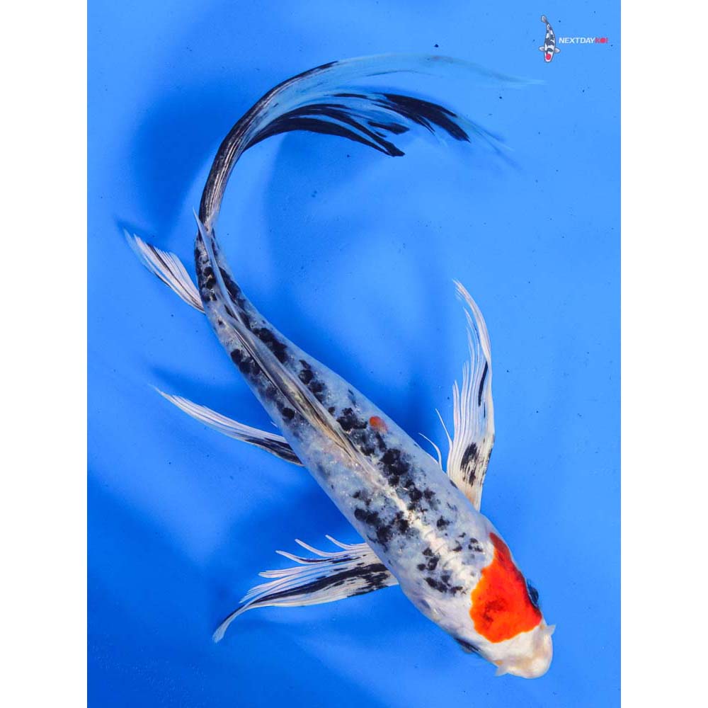 8.5” Imported Yamato Nishiki Butterfly Koi