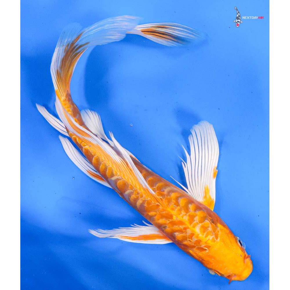 9” Imported Orenji Ogon Butterfly Koi