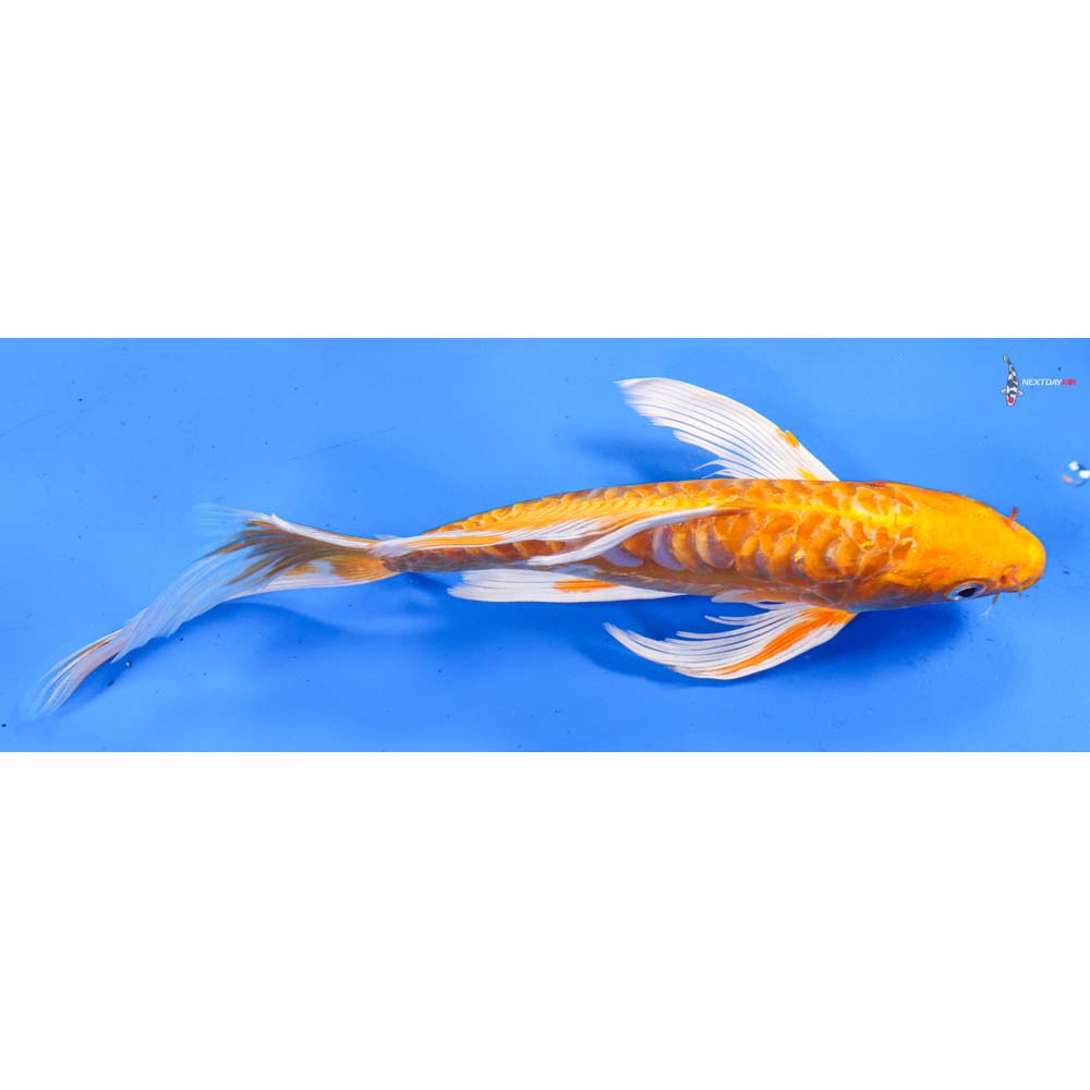 9” Imported Orenji Ogon Butterfly Koi