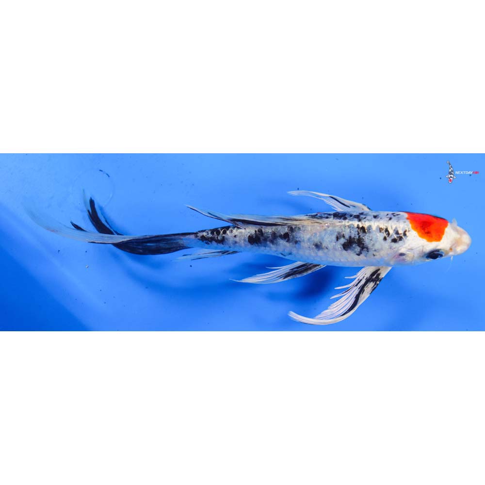 8.5” Imported Yamato Nishiki Butterfly Koi