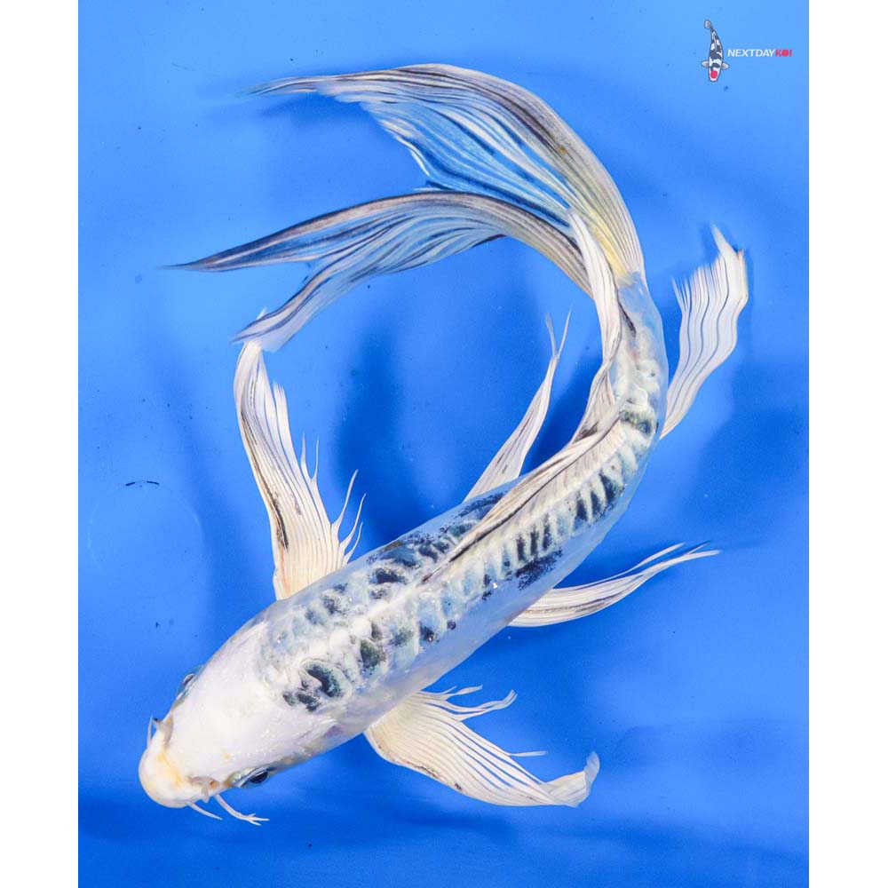 9.5” Imported Doitsu Gin Shiro Bekko Butterfly Koi