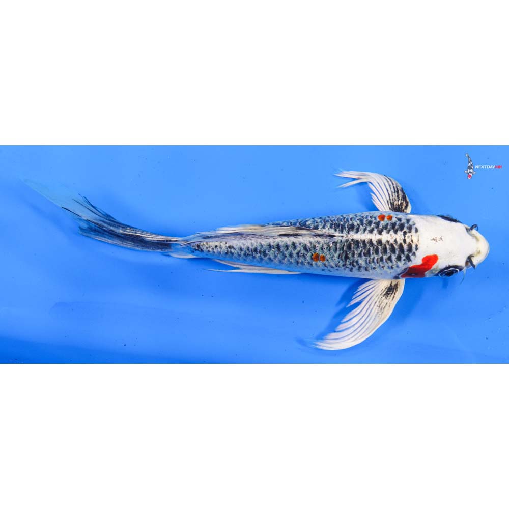 8.5” Imported Kujaku Butterfly Koi