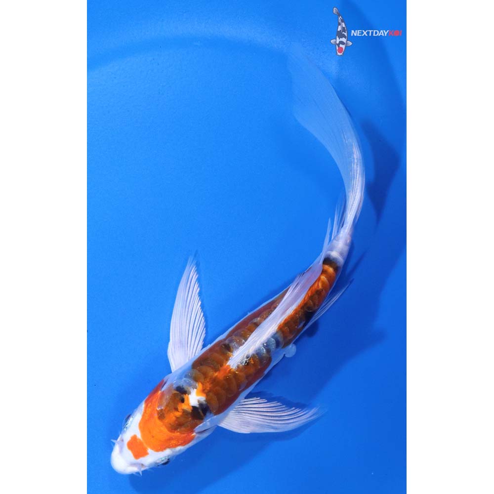 5.5” Imported Heisei Nishiki Butterfly Koi