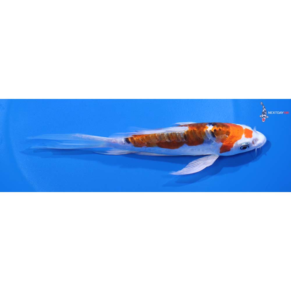 5.5” Imported Heisei Nishiki Butterfly Koi