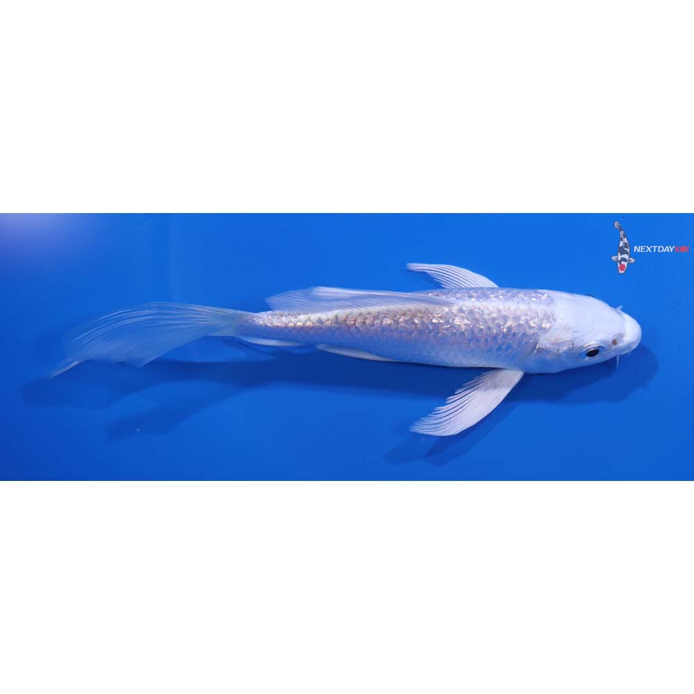 5.5” Imported Gin Rin Platinum Ogon Butterfly Koi