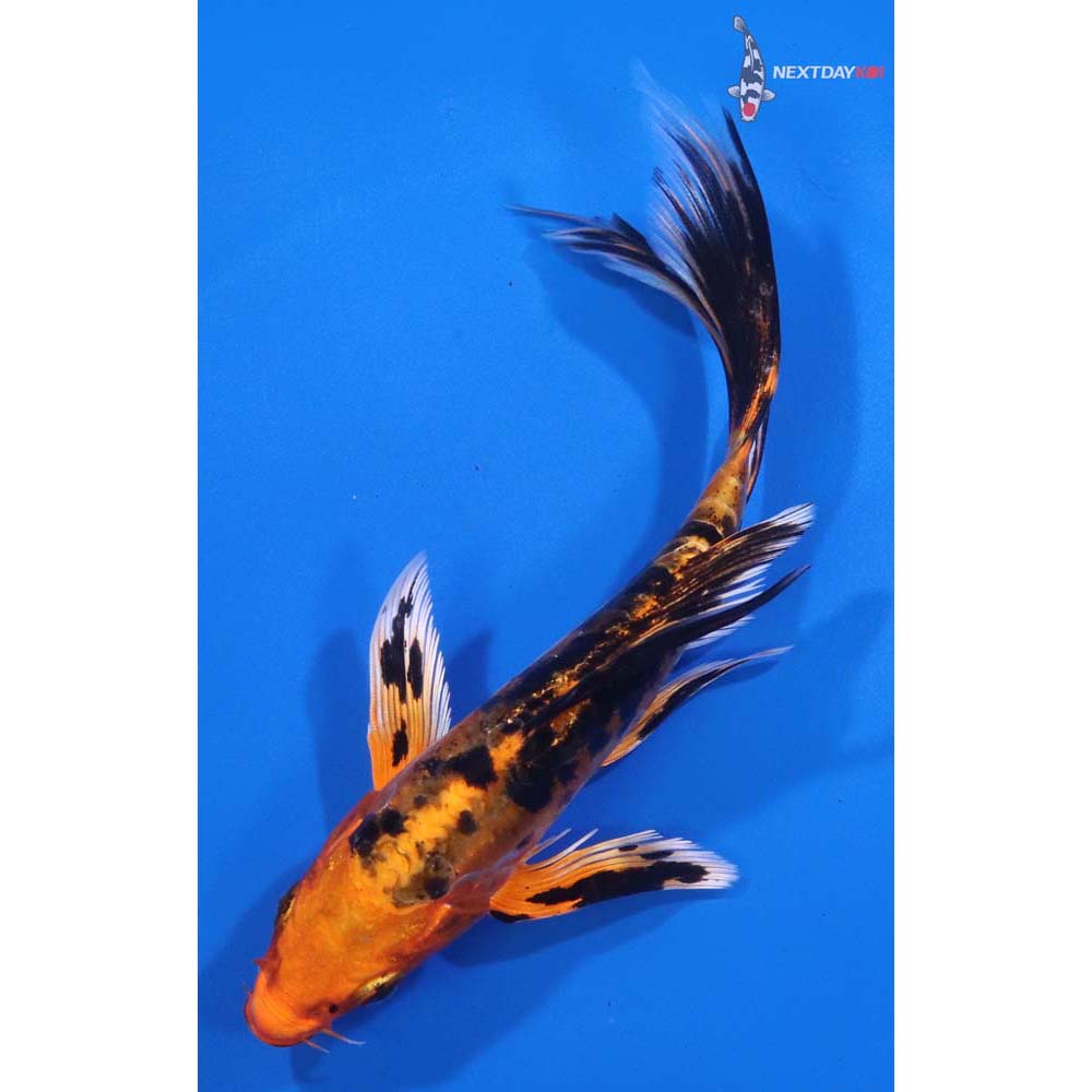 5.5” Imported Doitsu Kin Aka Bekko Butterfly Koi