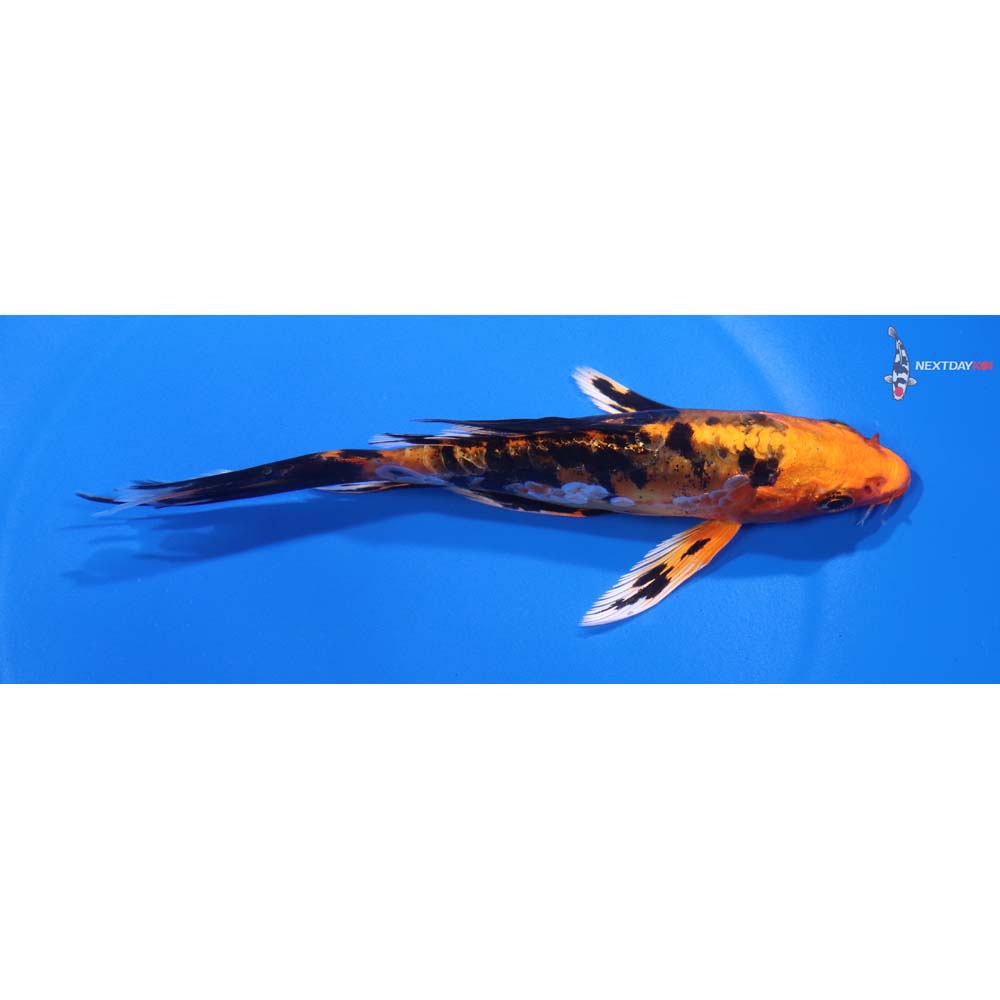 5.5” Imported Doitsu Kin Aka Bekko Butterfly Koi