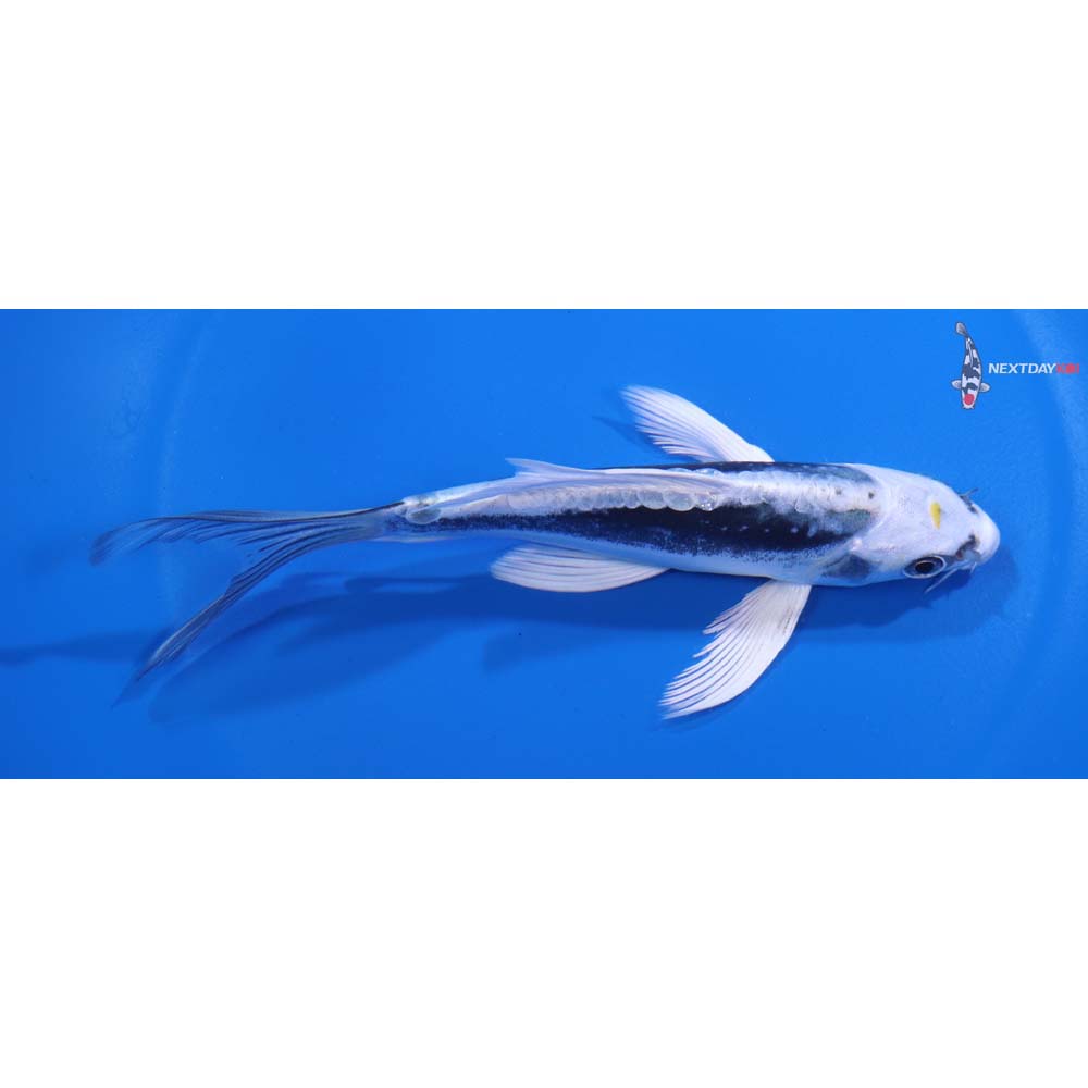 5.5” Imported Kin Kikokuryu Butterfly Koi