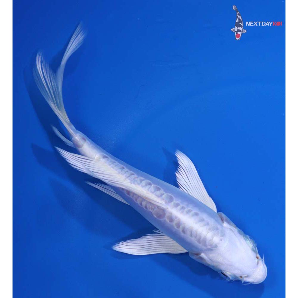 5.5” Imported Doitsu Platinum Ogon Butterfly Koi