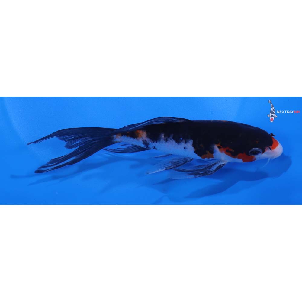 5.5” Imported Sanke Butterfly Koi