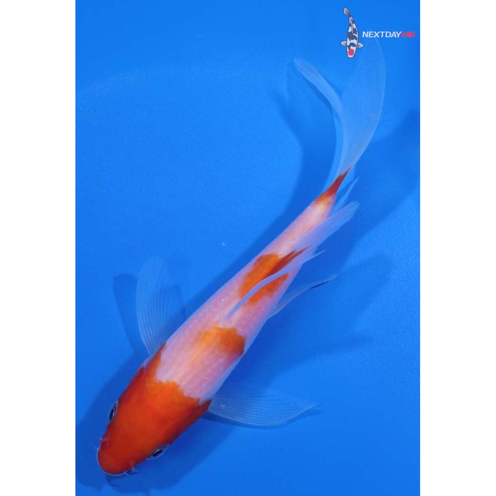 5.5” Imported Kohaku Butterfly Koi