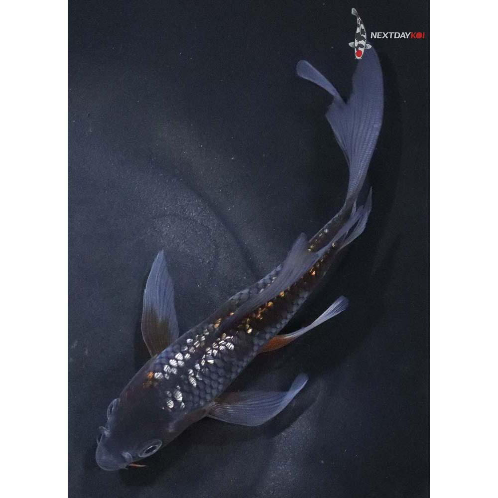 5.5” Imported Gin Rin Ochiba Shigure Butterfly Koi