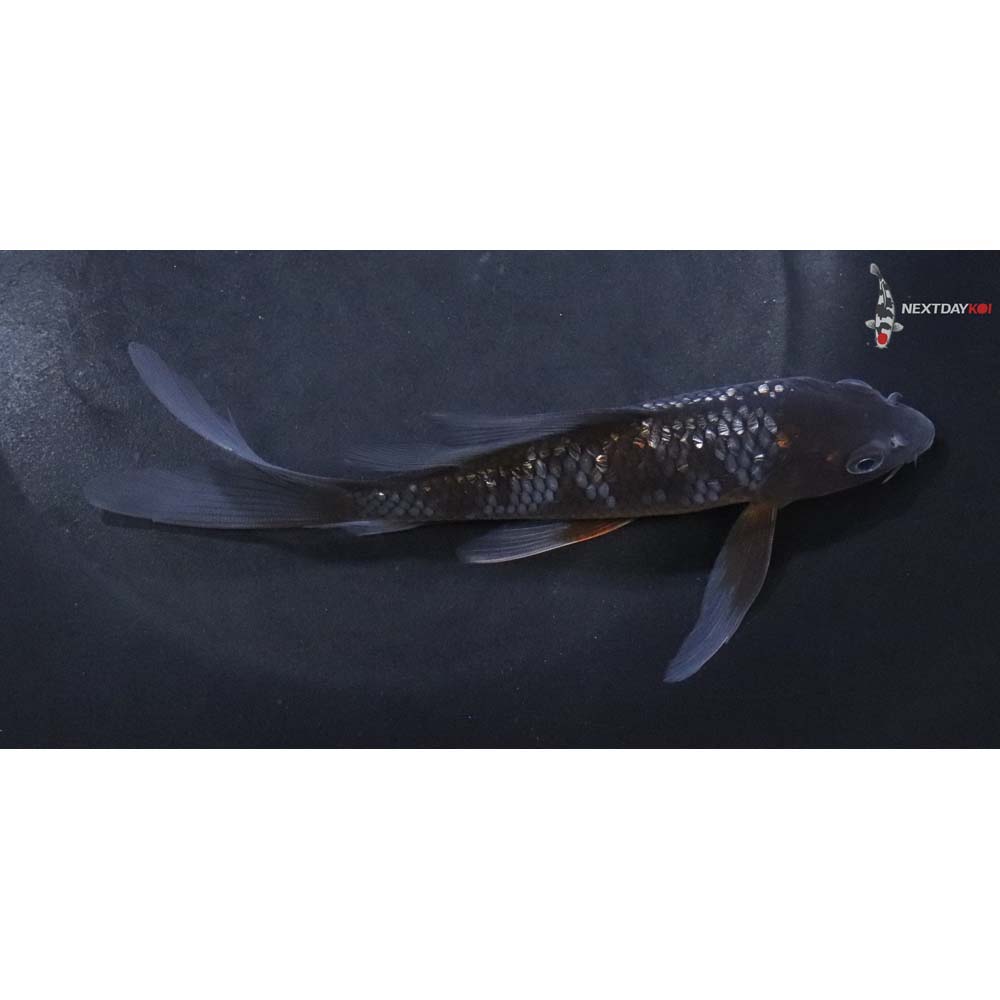 5.5” Imported Gin Rin Ochiba Shigure Butterfly Koi