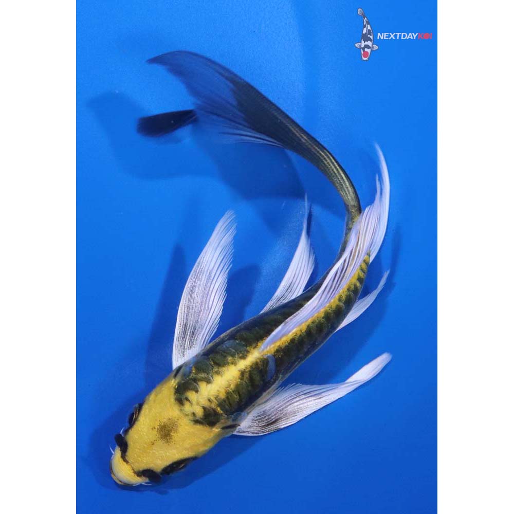 6” Imported Kin Kikokuryu Butterfly Koi