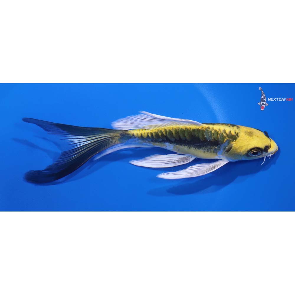 6” Imported Kin Kikokuryu Butterfly Koi
