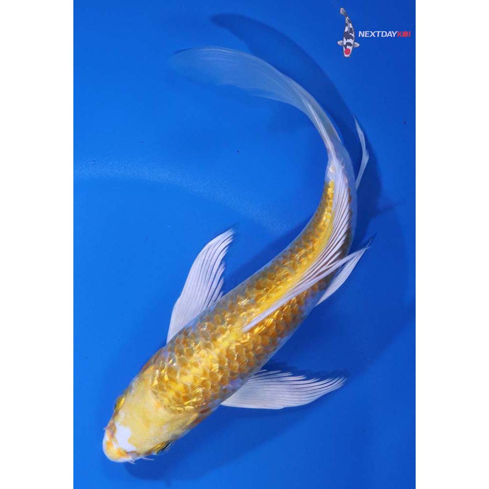 6” Imported Gin Rin Lemon Hariwake Butterfly Koi