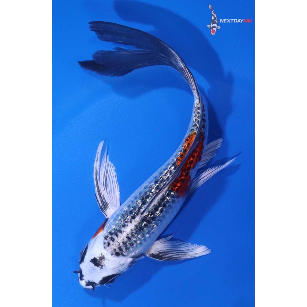 6.5” Imported Gin Rin Kujaku Butterfly Koi
