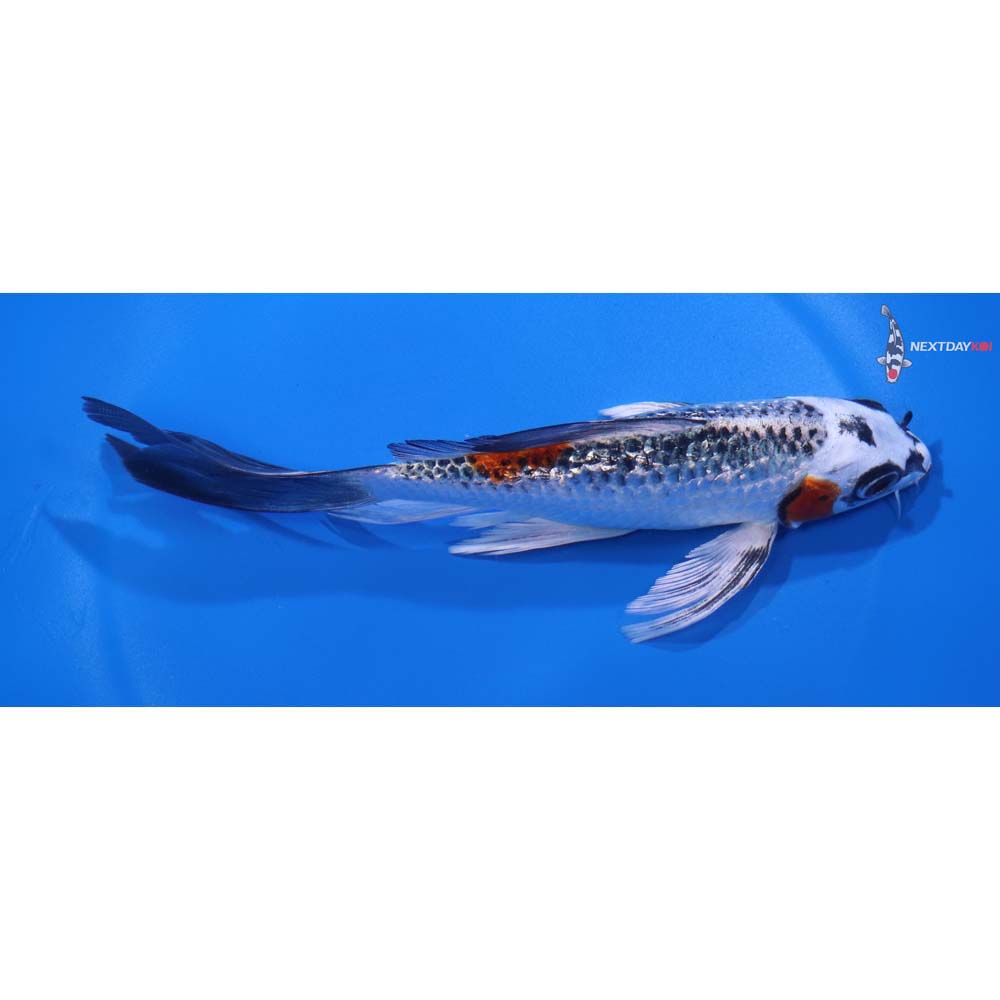 6.5” Imported Gin Rin Kujaku Butterfly Koi