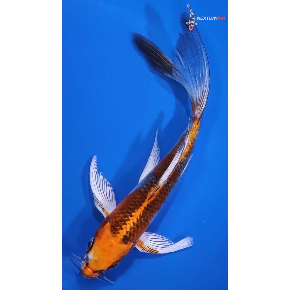 6.5” Imported Kujaku Butterfly Koi