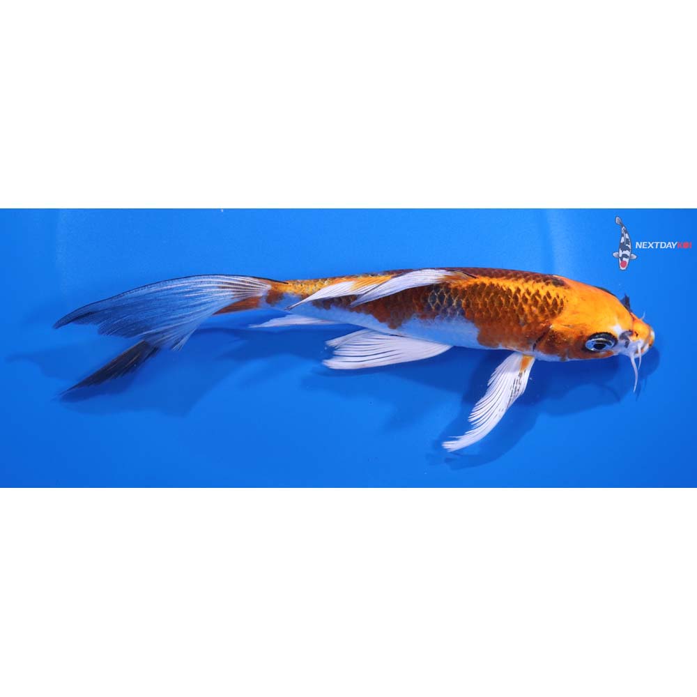 6.5” Imported Kujaku Butterfly Koi