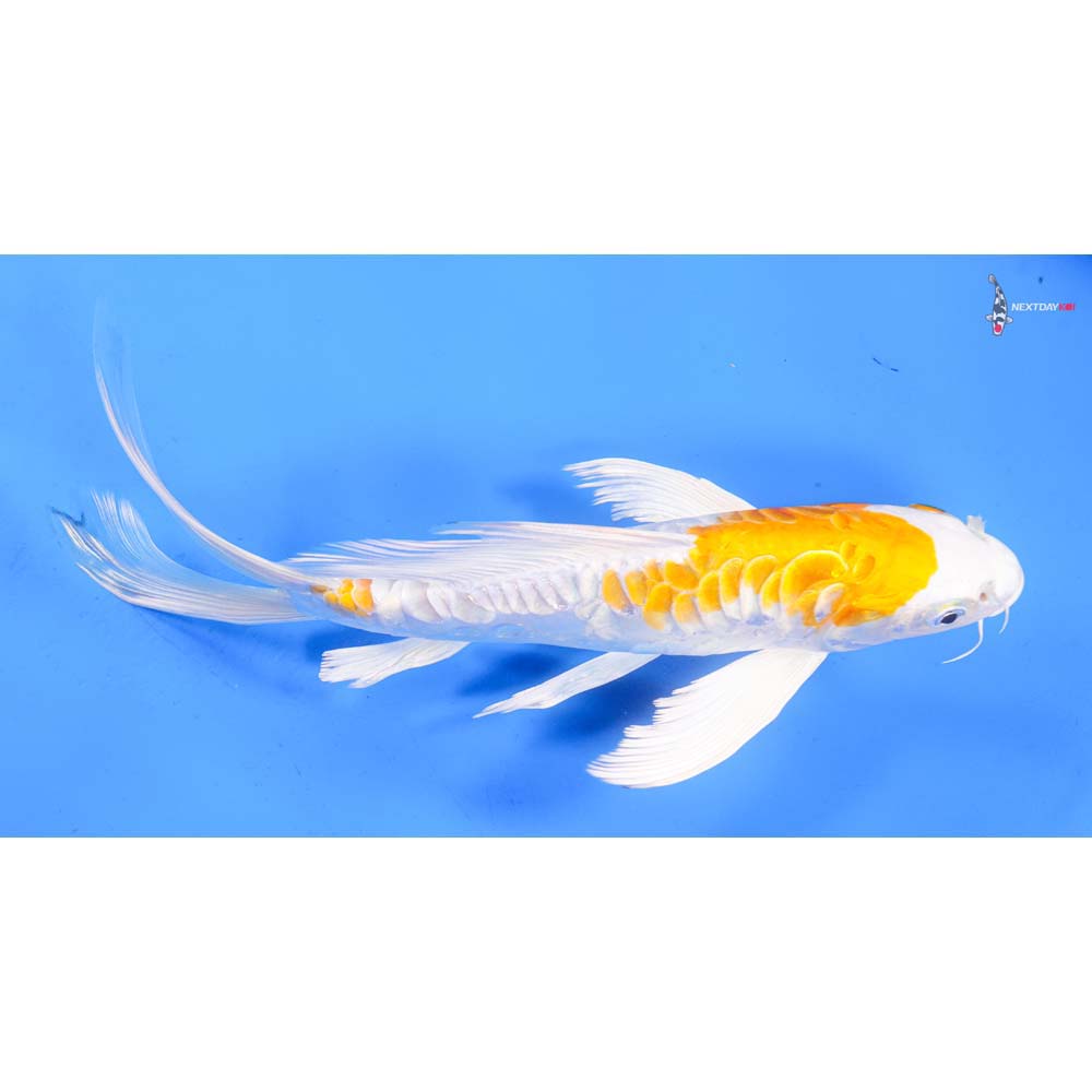 11” Imported Kikusui Butterfly Koi