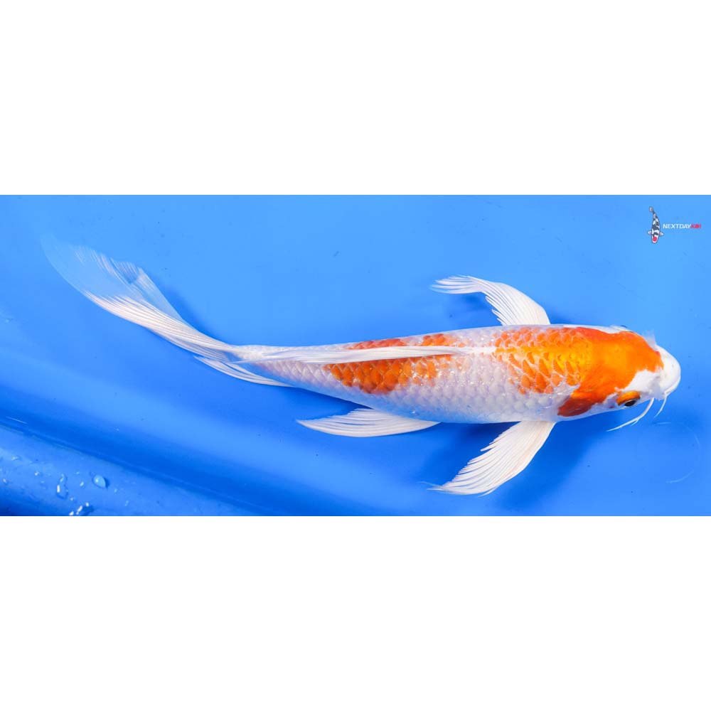 10.5” Imported Hariwake Butterfly Koi