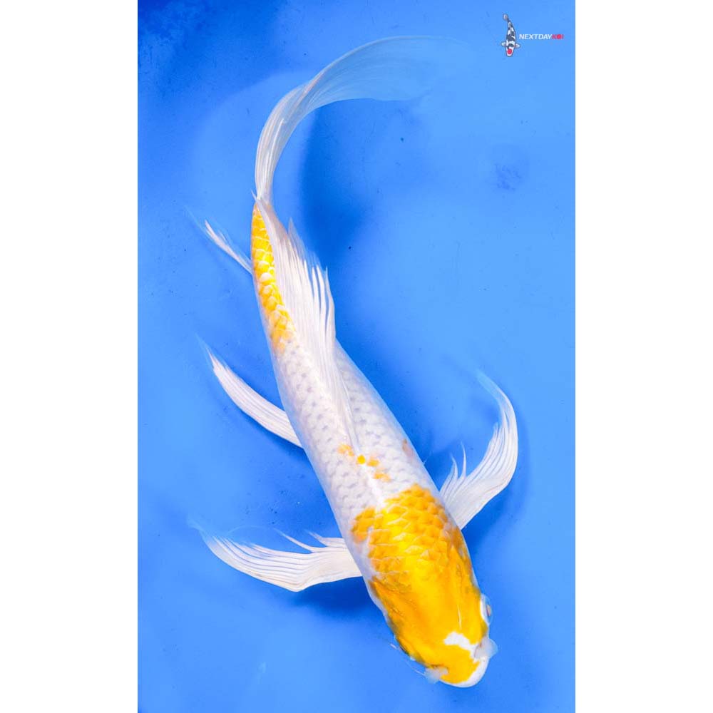 10.5” Imported Lemon Hariwake Butterfly Koi