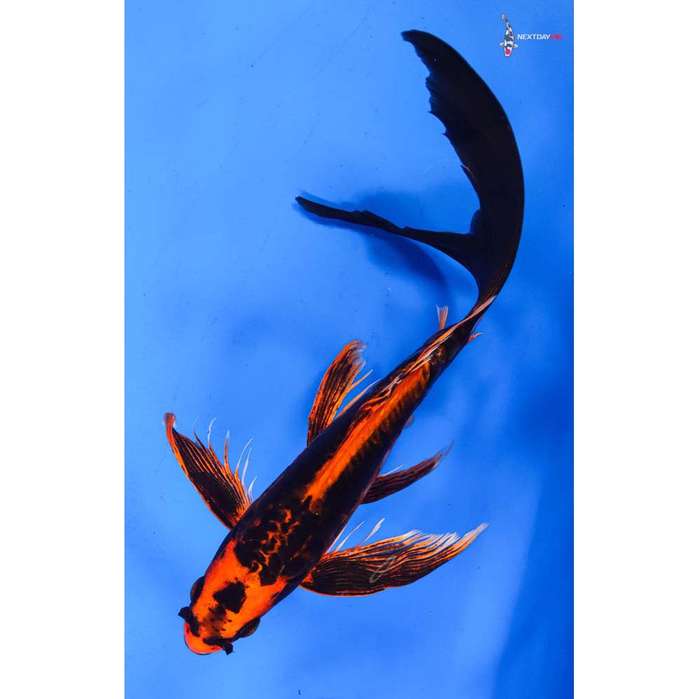 10” Imported Kin Kikokuryu Butterfly Koi