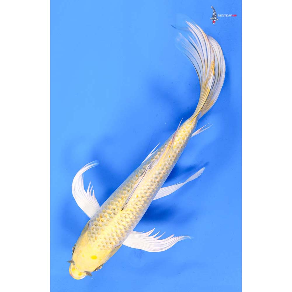 11” Imported Gin Rin Yamabuki Ogon Butterfly Koi