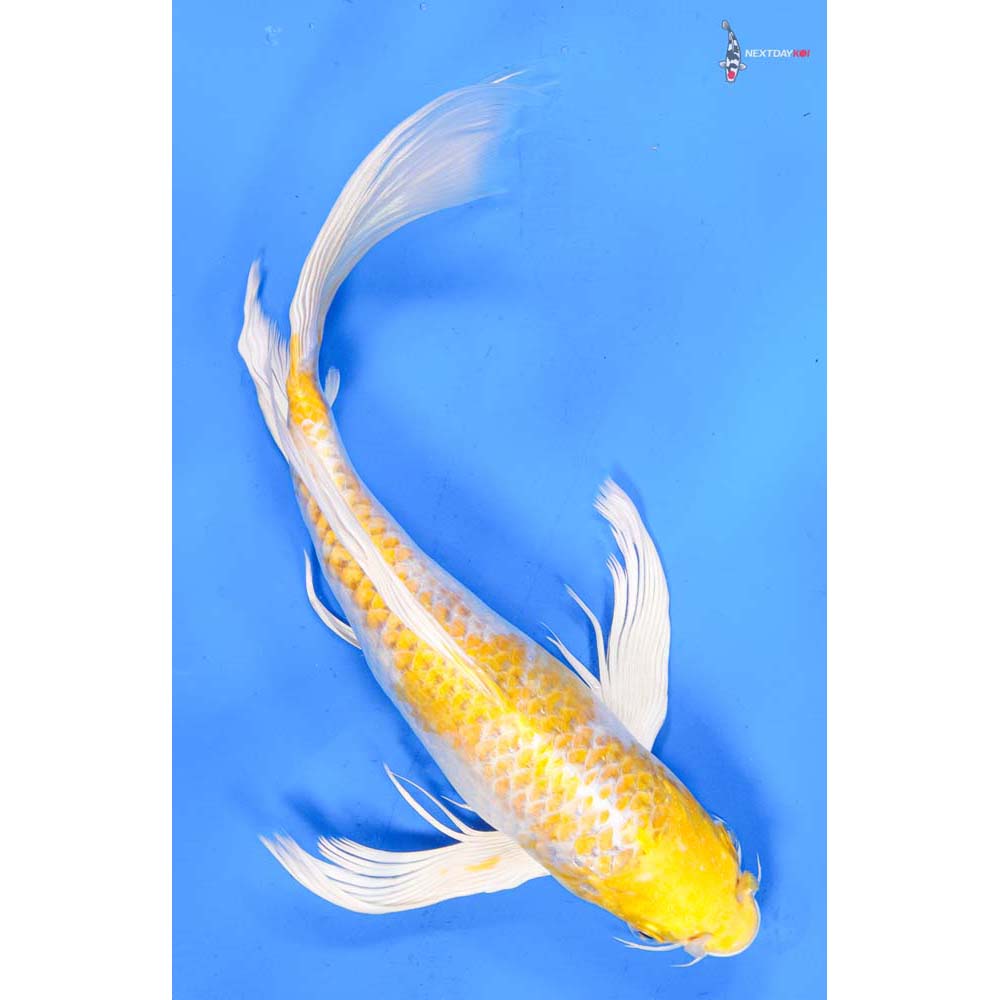 10” Imported Lemon Hariwake Butterfly Koi