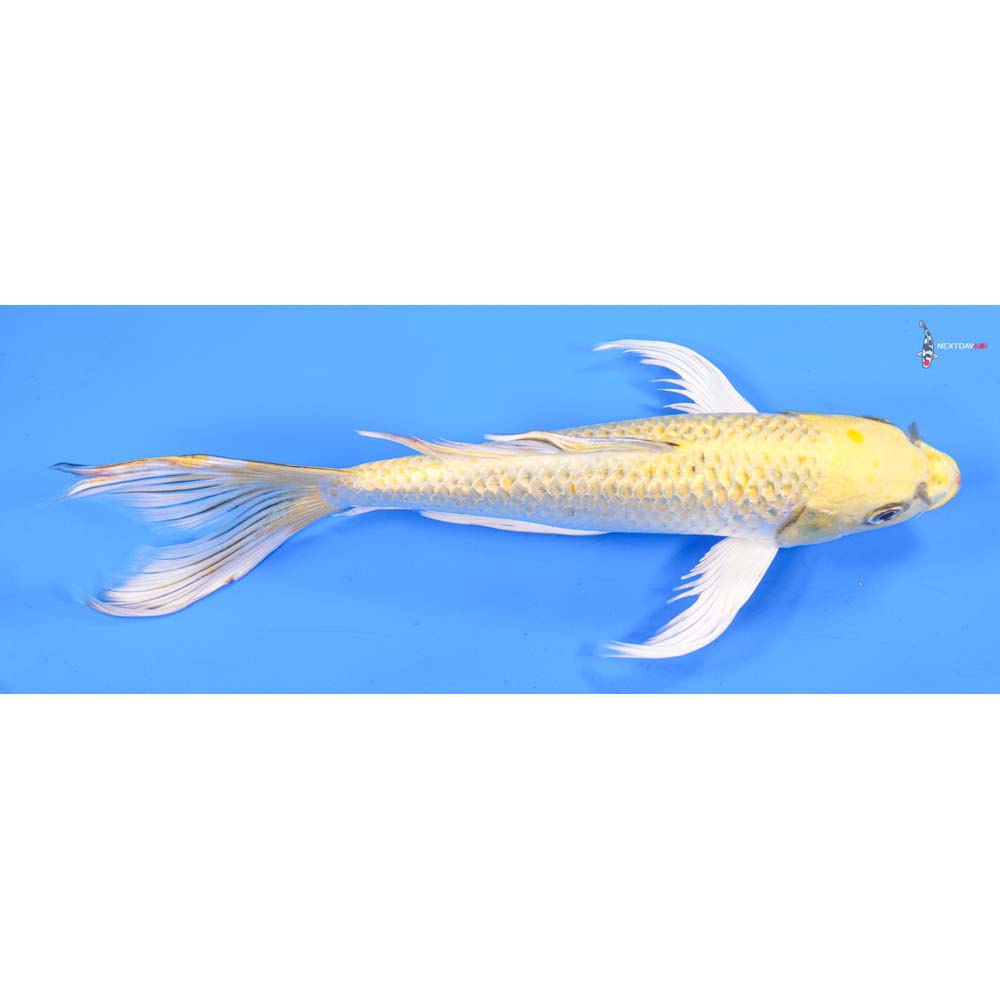 11” Imported Gin Rin Yamabuki Ogon Butterfly Koi