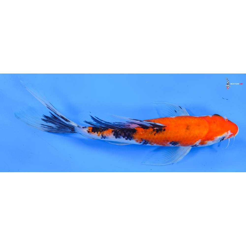 10” Imported Sanke Butterfly Koi