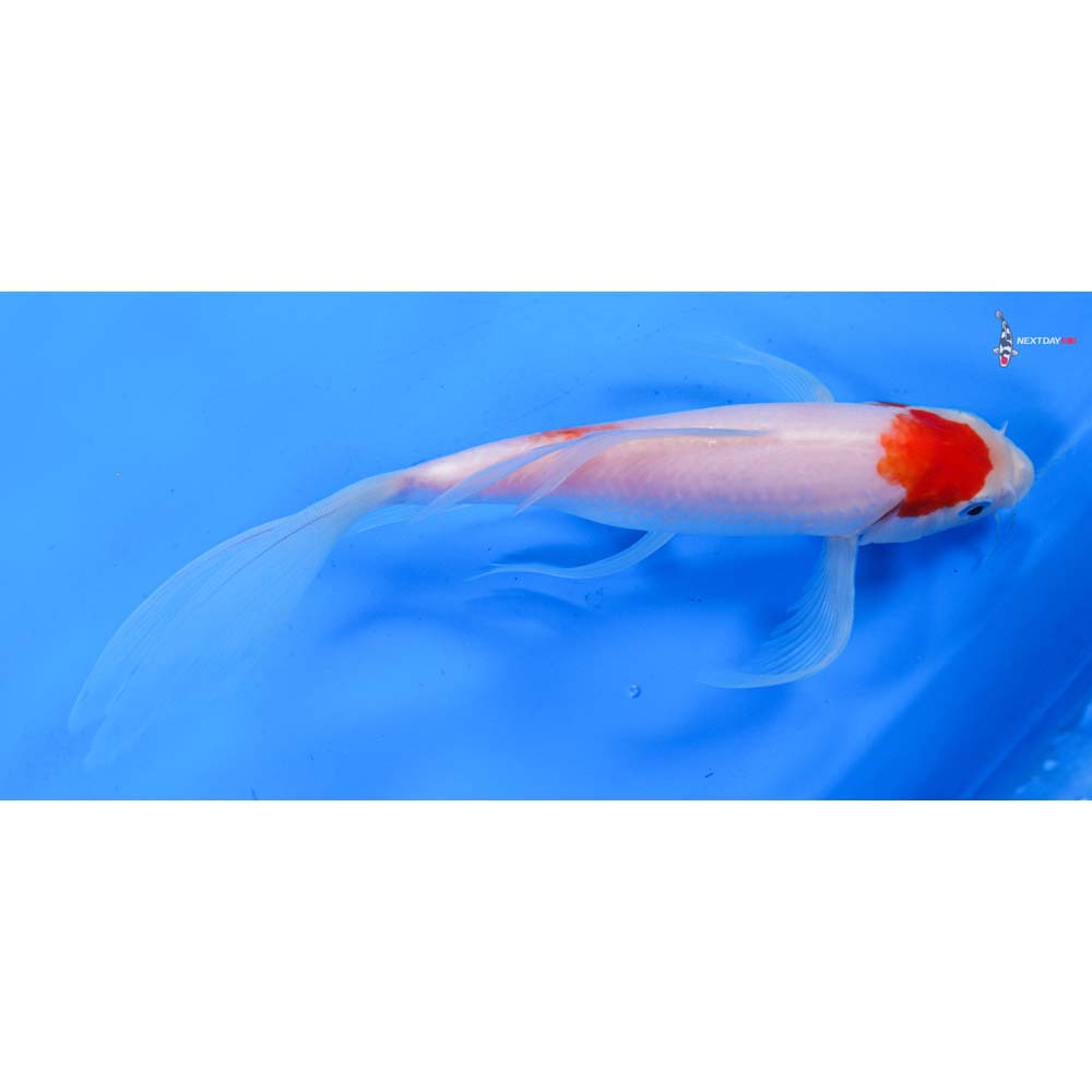 9.5” Imported Kohaku Butterfly Koi
