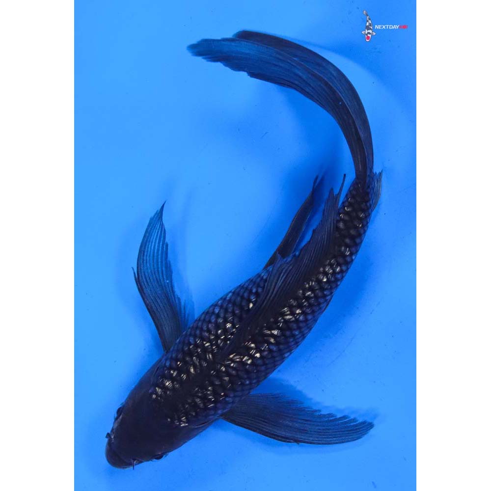 9.5” Imported Gin Rin Soragoi Butterfly Koi